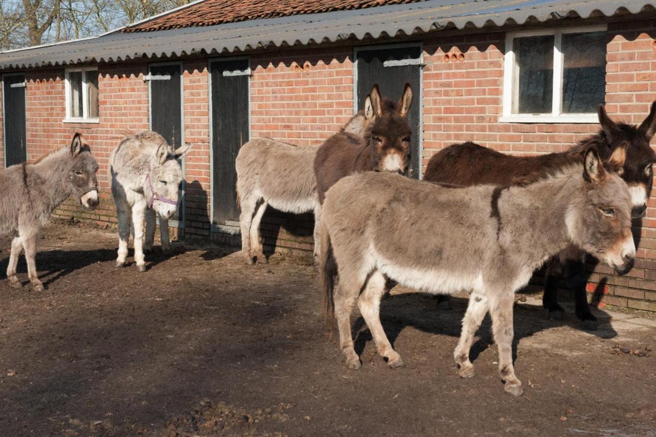 B&B De Balkende Ezel Winterswijk Exteriér fotografie