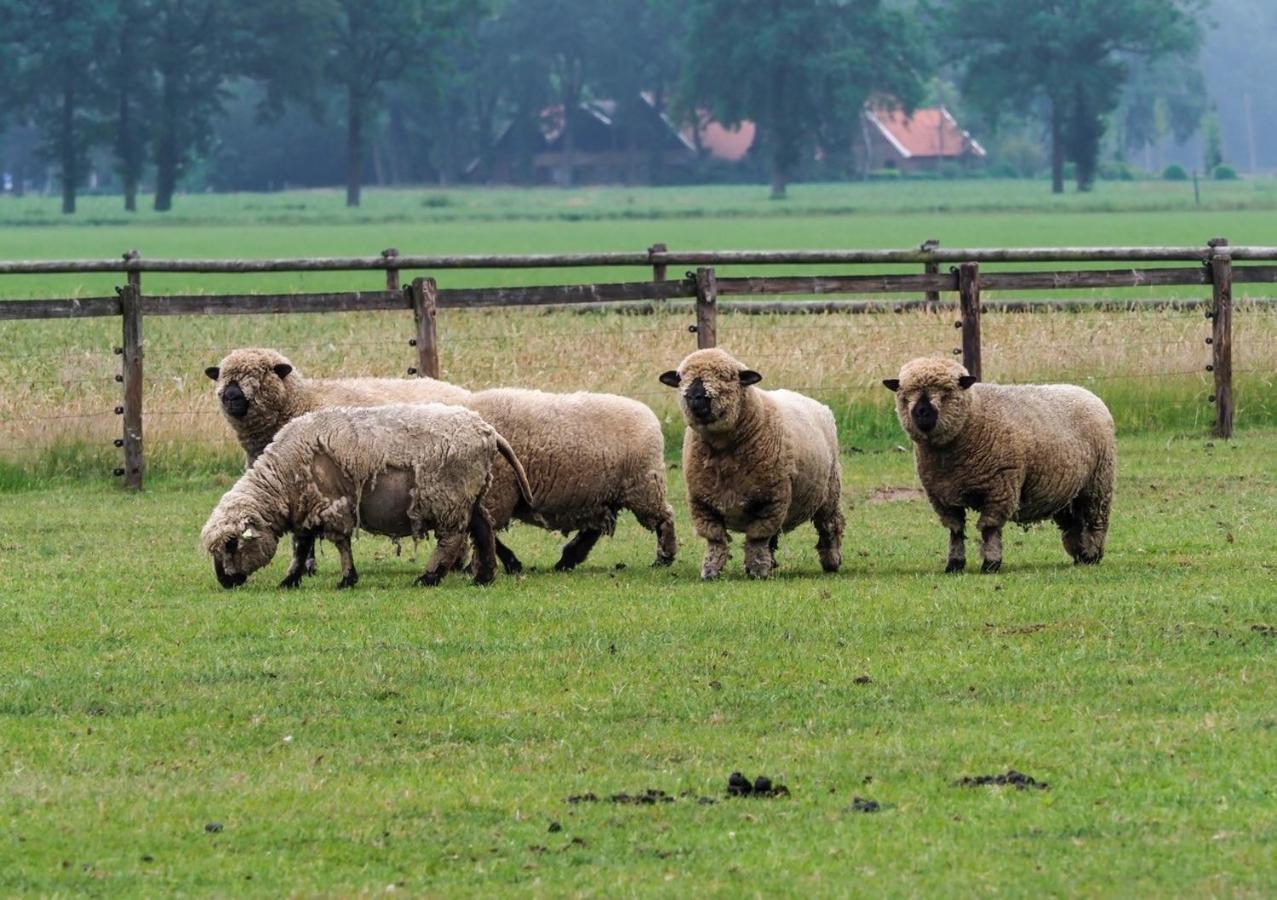 B&B De Balkende Ezel Winterswijk Exteriér fotografie